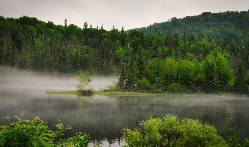 landscape, nature, trees-7280867.jpg